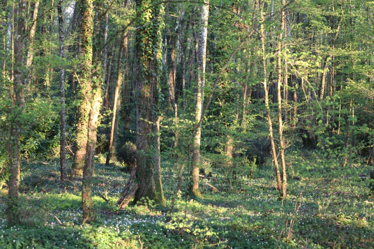 Fleurs De Brenne Gite Neuillé-le-Lierre Zewnętrze zdjęcie