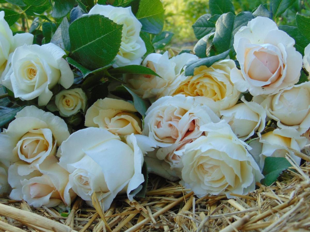 Fleurs De Brenne Gite Neuillé-le-Lierre Zewnętrze zdjęcie